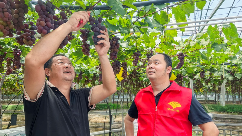 愛普科技黨員農技服務隊助力浦江葡萄產業提質增效
